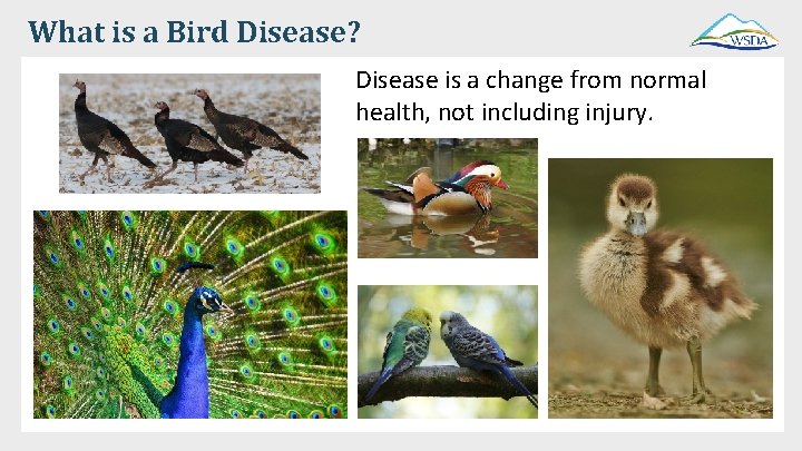 What is a Bird Disease? Disease is a change from normal health, not including