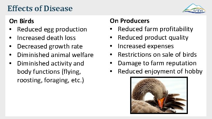 Effects of Disease On Birds • Reduced egg production • Increased death loss •