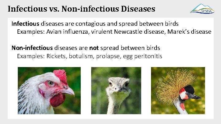 Infectious vs. Non-infectious Diseases Infectious diseases are contagious and spread between birds Examples: Avian