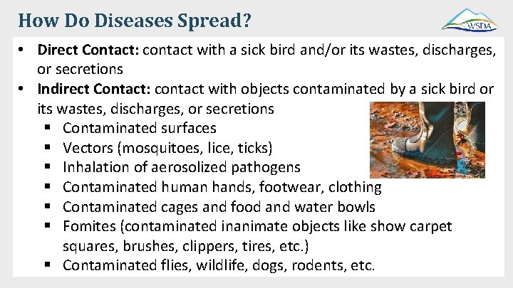How Do Diseases Spread? • Direct Contact: contact with a sick bird and/or its