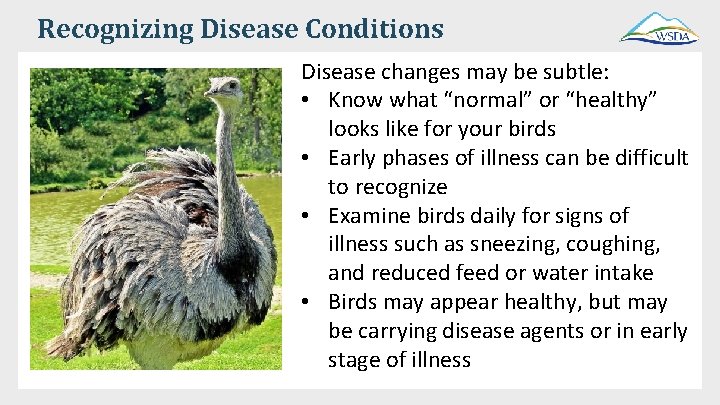 Recognizing Disease Conditions Disease changes may be subtle: • Know what “normal” or “healthy”