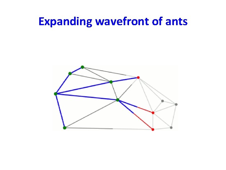 Expanding wavefront of ants 