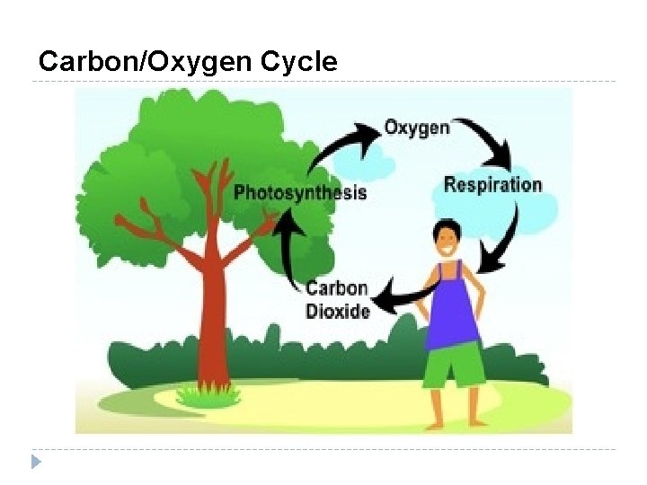 Carbon/Oxygen Cycle 