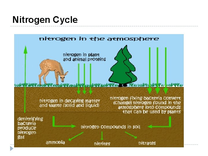 Nitrogen Cycle 