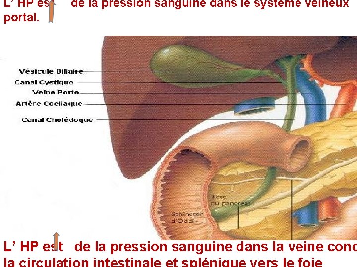 L’ HP est portal. de la pression sanguine dans le système veineux 10 L’