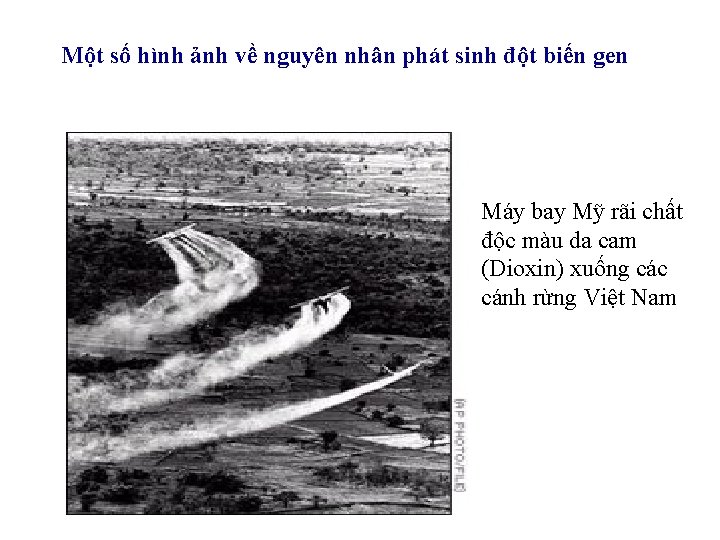 Một số hình ảnh về nguyên nhân phát sinh đột biến gen Máy bay