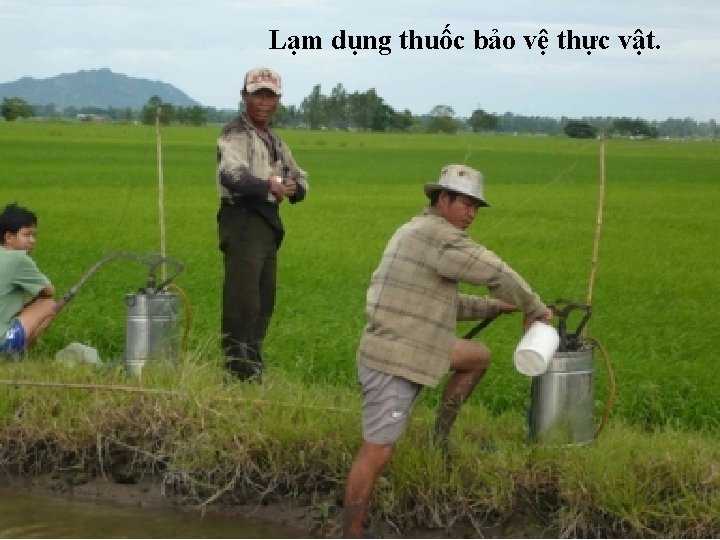 Lạm dụng thuốc bảo vệ thực vật. 