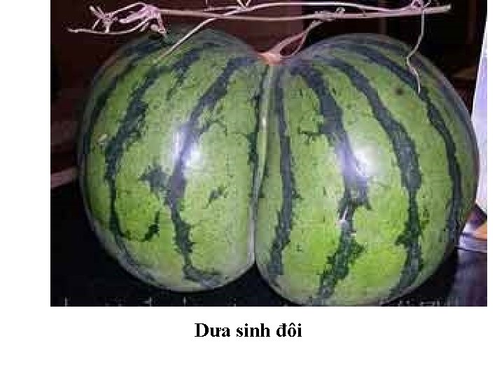 Dưa sinh đôi 