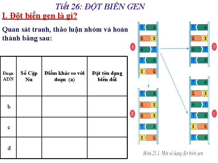 Tiết 26: ĐỘT BIẾN GEN I. Đột biến gen là gì? Quan sát tranh,