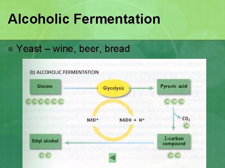 Alcoholic Fermentation n Yeast – wine, beer, bread 