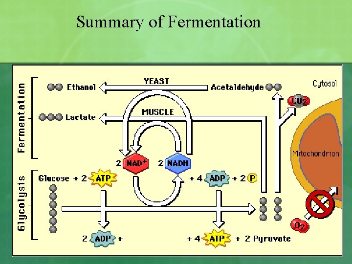 Summary of Fermentation 