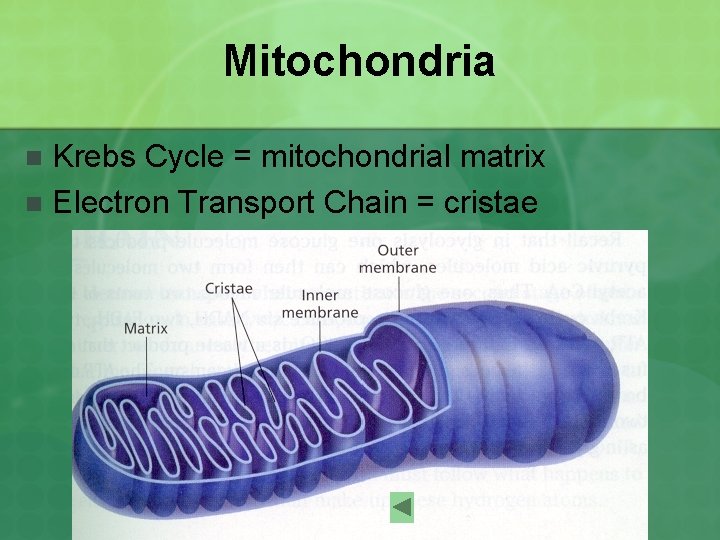 Mitochondria Krebs Cycle = mitochondrial matrix n Electron Transport Chain = cristae n 