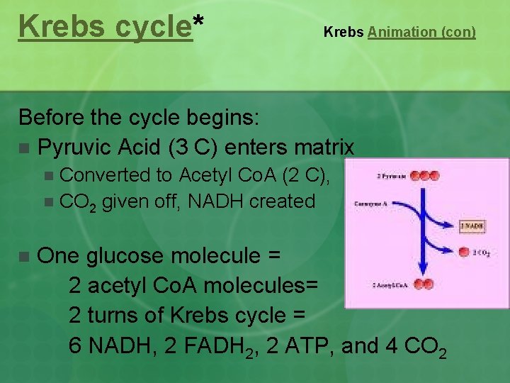 Krebs cycle* Krebs Animation (con) Before the cycle begins: n Pyruvic Acid (3 C)