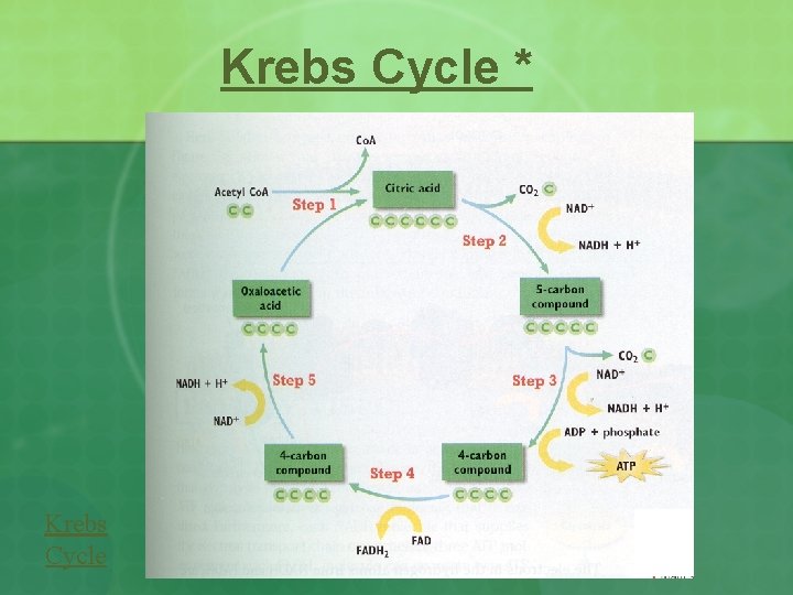 Krebs Cycle * Krebs Cycle 