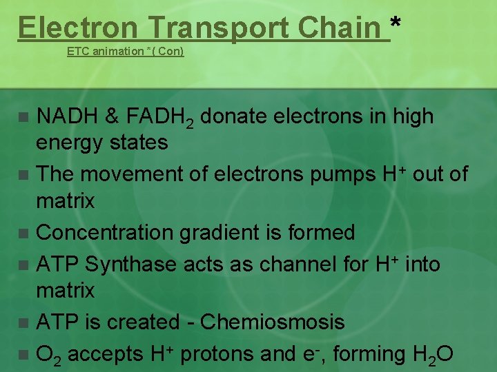Electron Transport Chain * ETC animation *( Con) NADH & FADH 2 donate electrons