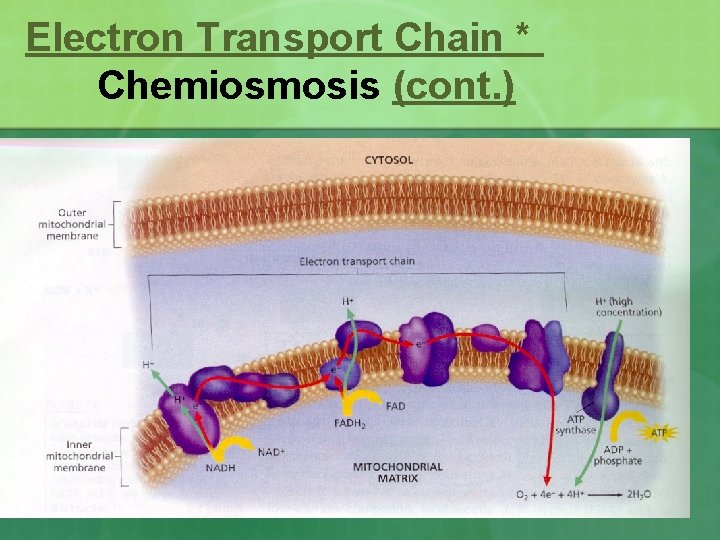 Electron Transport Chain * Chemiosmosis (cont. ) 