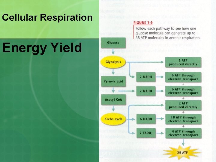 Cellular Respiration Energy Yield 