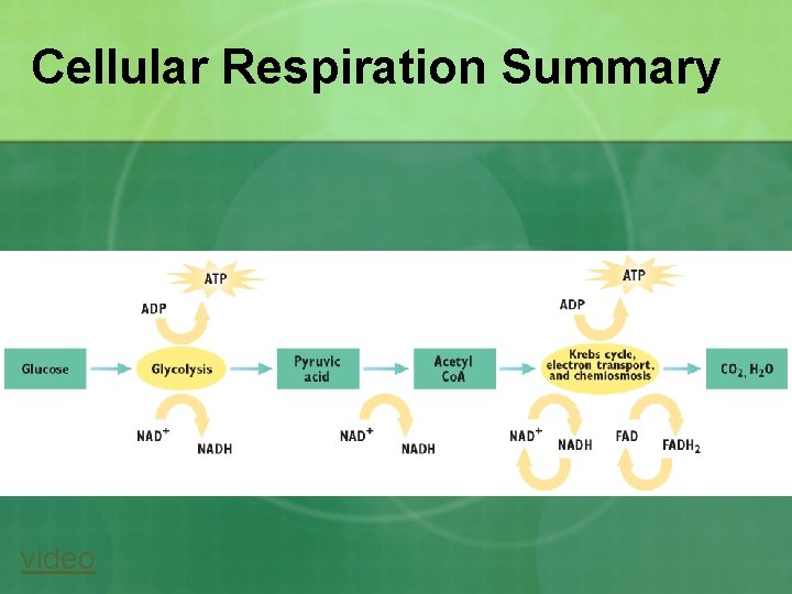 Cellular Respiration Summary video 
