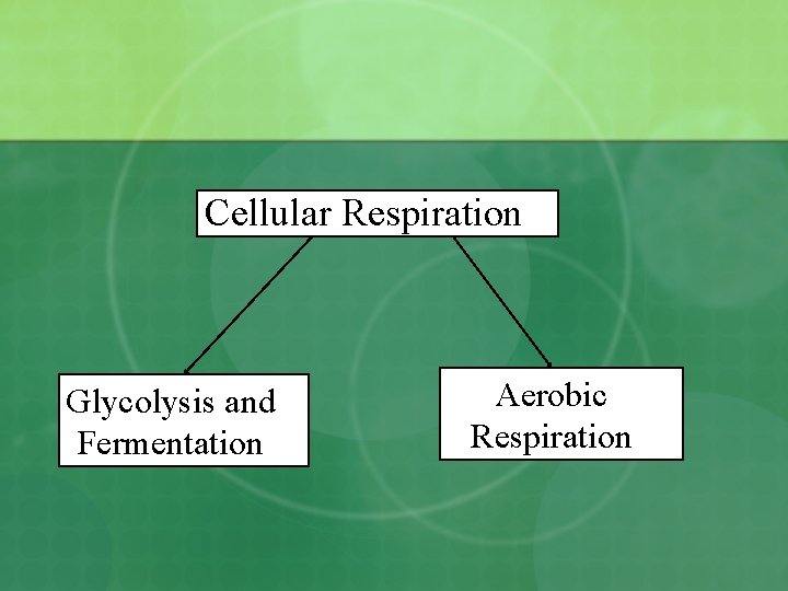 Cellular Respiration Glycolysis and Fermentation Aerobic Respiration 