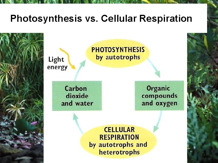 Photosynthesis vs. Cellular Respiration 