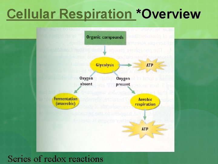 Cellular Respiration *Overview Series of redox reactions 