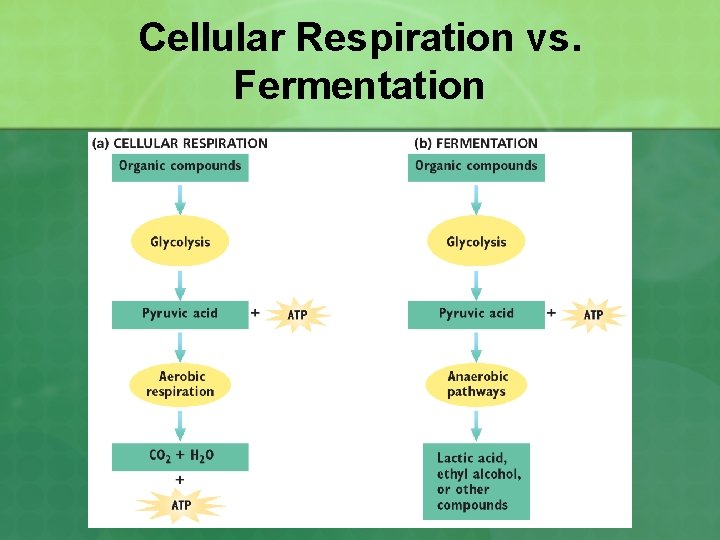 Cellular Respiration vs. Fermentation 