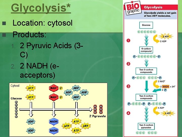 Glycolysis* n n Location: cytosol Products: 1. 2. 3. 2 Pyruvic Acids (3 C)