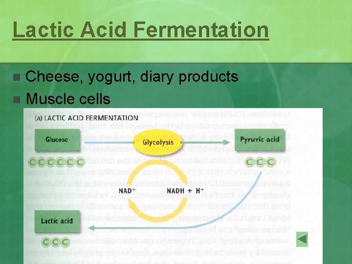 Lactic Acid Fermentation Cheese, yogurt, diary products n Muscle cells n 