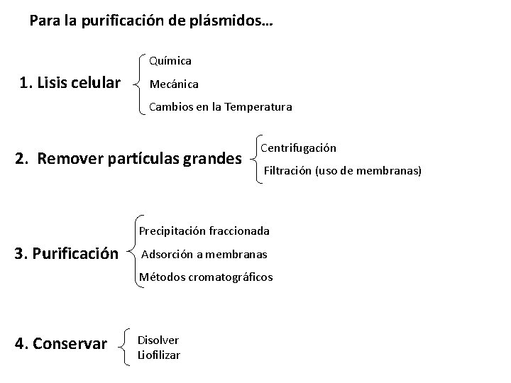 Para la purificación de plásmidos… Química 1. Lisis celular Mecánica Cambios en la Temperatura