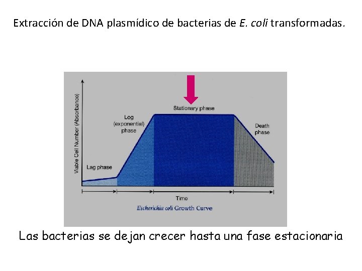 Extracción de DNA plasmídico de bacterias de E. coli transformadas. Las bacterias se dejan