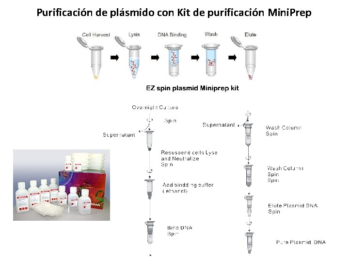 Purificación de plásmido con Kit de purificación Mini. Prep 