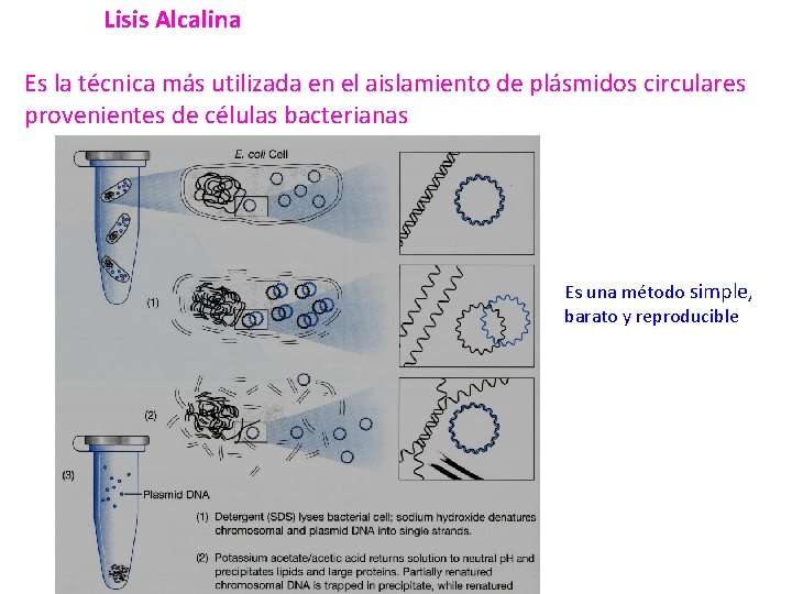 Lisis Alcalina Es la técnica más utilizada en el aislamiento de plásmidos circulares provenientes