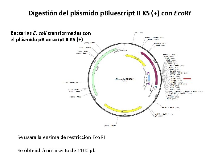 Digestión del plásmido p. Bluescript II KS (+) con Eco. RI Bacterias E. coli