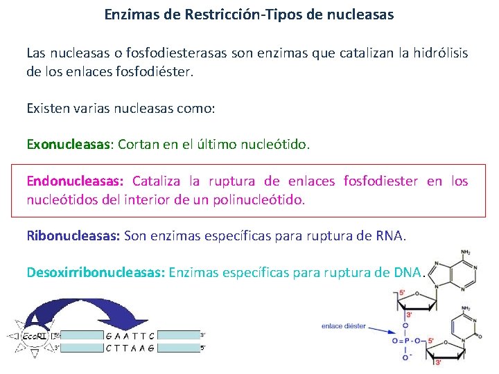 Enzimas de Restricción-Tipos de nucleasas Las nucleasas o fosfodiesterasas son enzimas que catalizan la