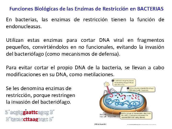Funciones Biológicas de las Enzimas de Restricción en BACTERIAS En bacterias, las enzimas de