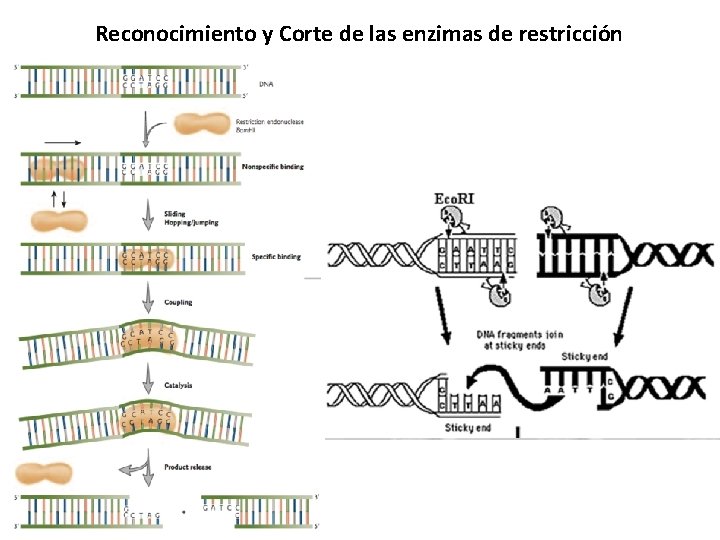 Reconocimiento y Corte de las enzimas de restricción 