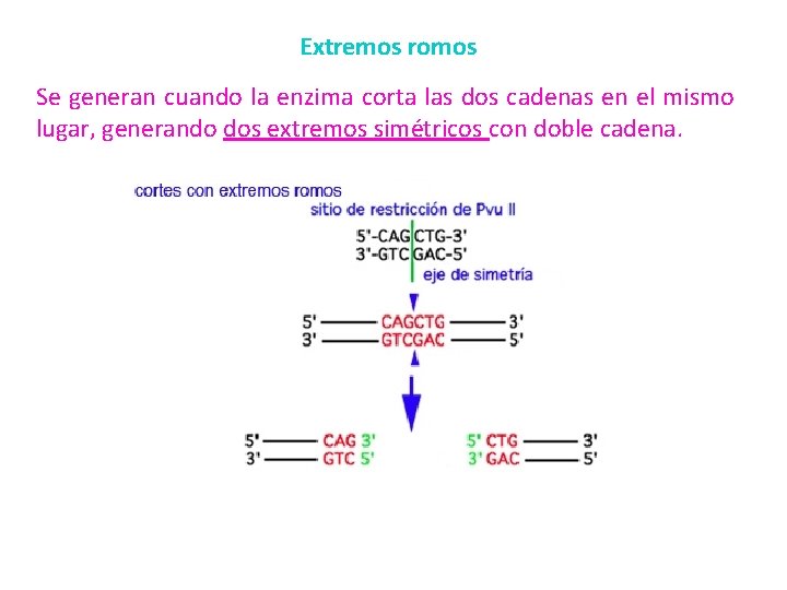 Extremos romos Se generan cuando la enzima corta las dos cadenas en el mismo