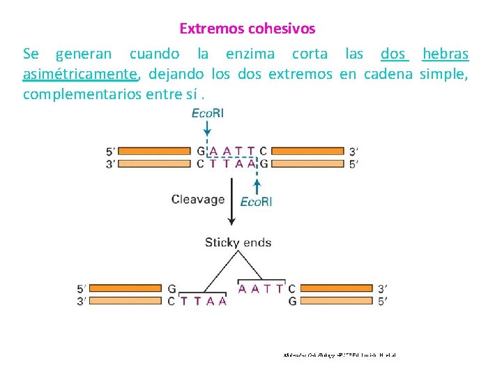 Extremos cohesivos Se generan cuando la enzima corta las dos hebras asimétricamente, dejando los