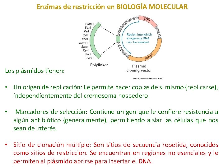 Enzimas de restricción en BIOLOGÍA MOLECULAR Los plásmidos tienen: • Un origen de replicación: