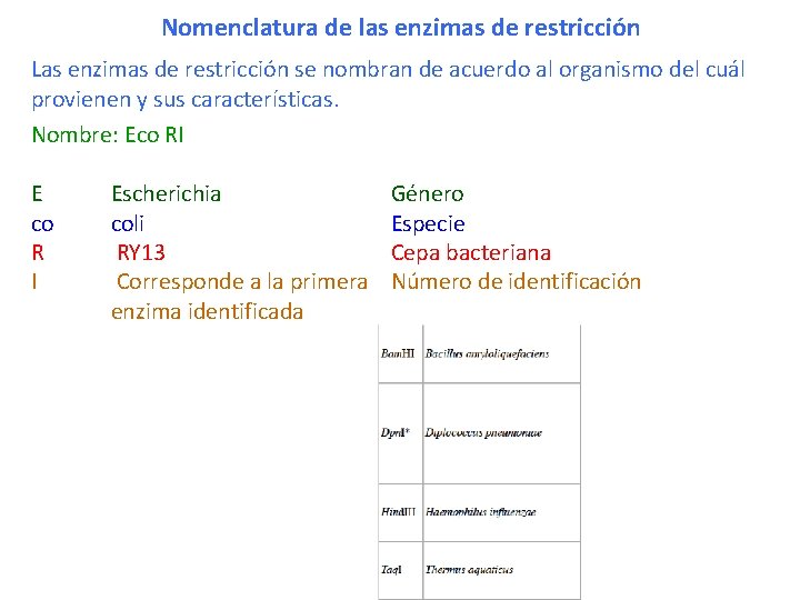 Nomenclatura de las enzimas de restricción Las enzimas de restricción se nombran de acuerdo