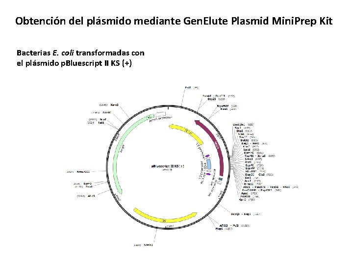Obtención del plásmido mediante Gen. Elute Plasmid Mini. Prep Kit Bacterias E. coli transformadas