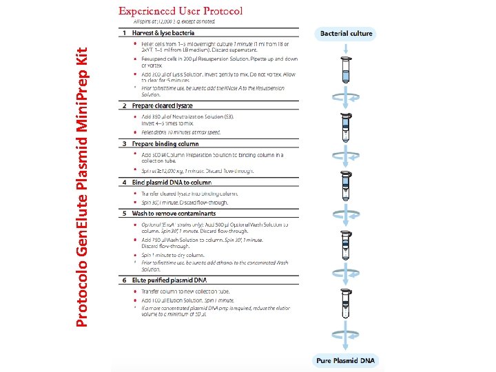 Protocolo Gen. Elute Plasmid Mini. Prep Kit 