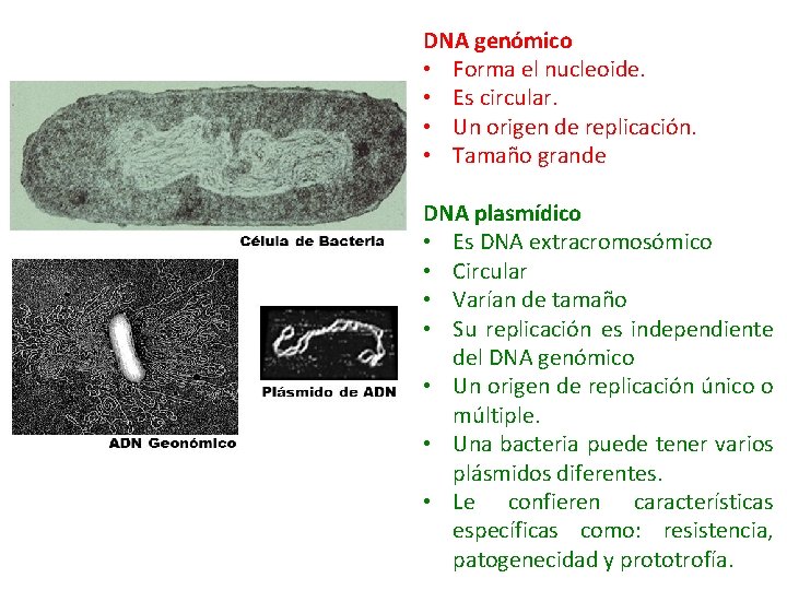 DNA genómico • Forma el nucleoide. • Es circular. • Un origen de replicación.