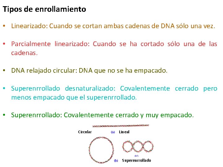 Tipos de enrollamiento • Linearizado: Cuando se cortan ambas cadenas de DNA sólo una