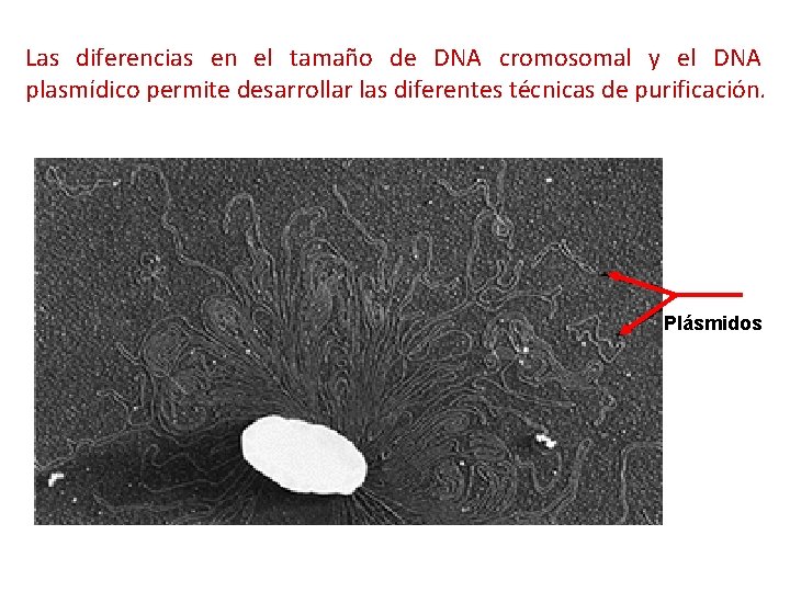 Las diferencias en el tamaño de DNA cromosomal y el DNA plasmídico permite desarrollar