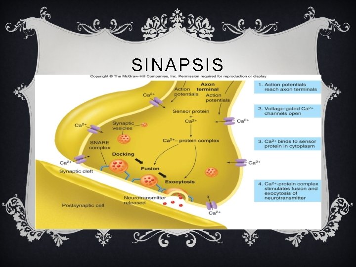 SINAPSIS 