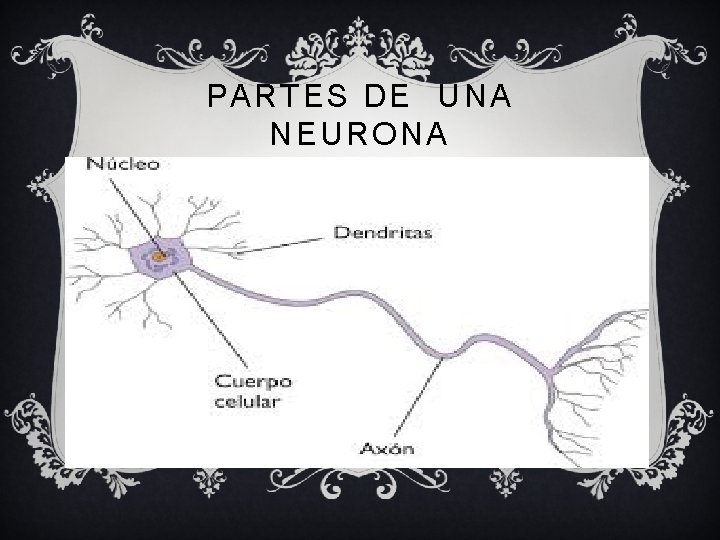 PARTES DE UNA NEURONA 