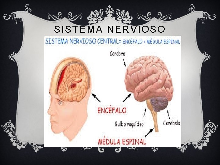 SISTEMA NERVIOSO CENTRAL 