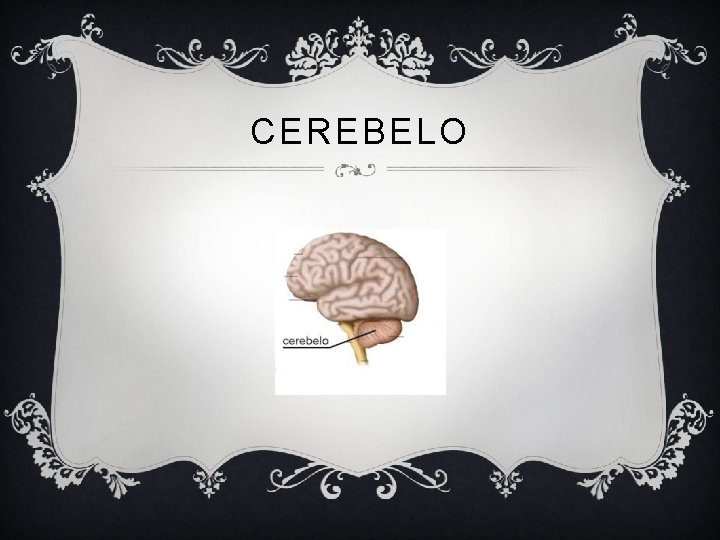 CEREBELO 