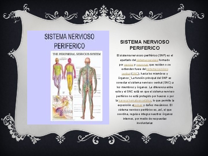 SISTEMA NERVIOSO PERIFERICO El sistema nervioso periférico (SNP) es el apartado del sistema nervioso